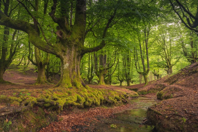 Planes y excursiones Bizkaia, Hayedo de Otzarreta, Gorbeia, Disfruta Bizkaia