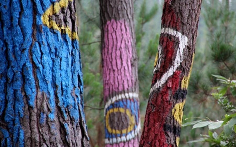 Foto de Bosque de Oma
