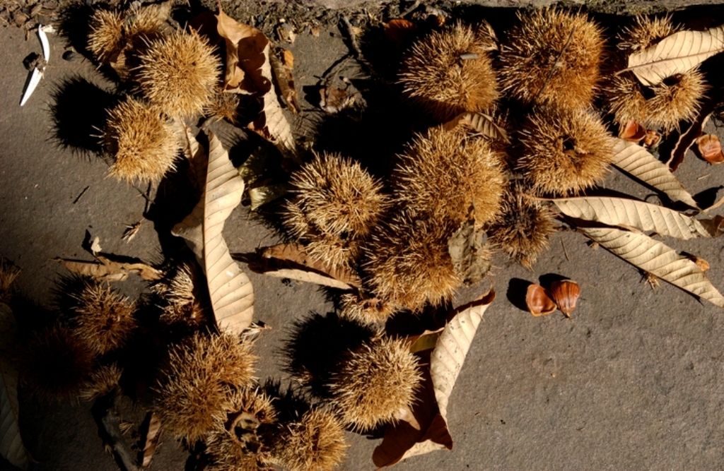 Day of the chestnut – Gaztaina eguna photo