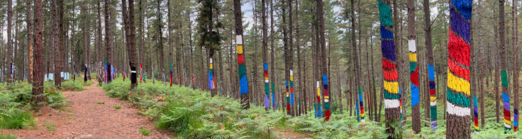 Photo de La nouvelle forêt d’Oma