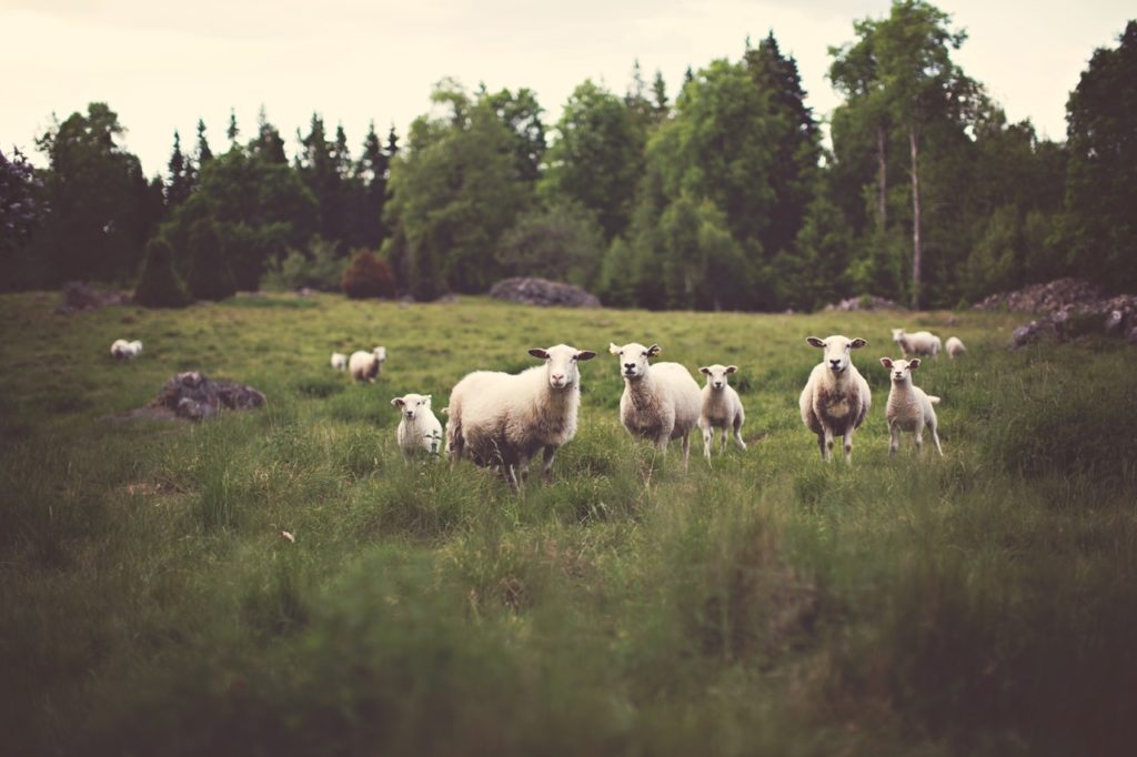 Shepherd for a day photo